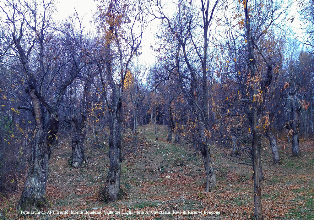 Il sentiero dei Castagni